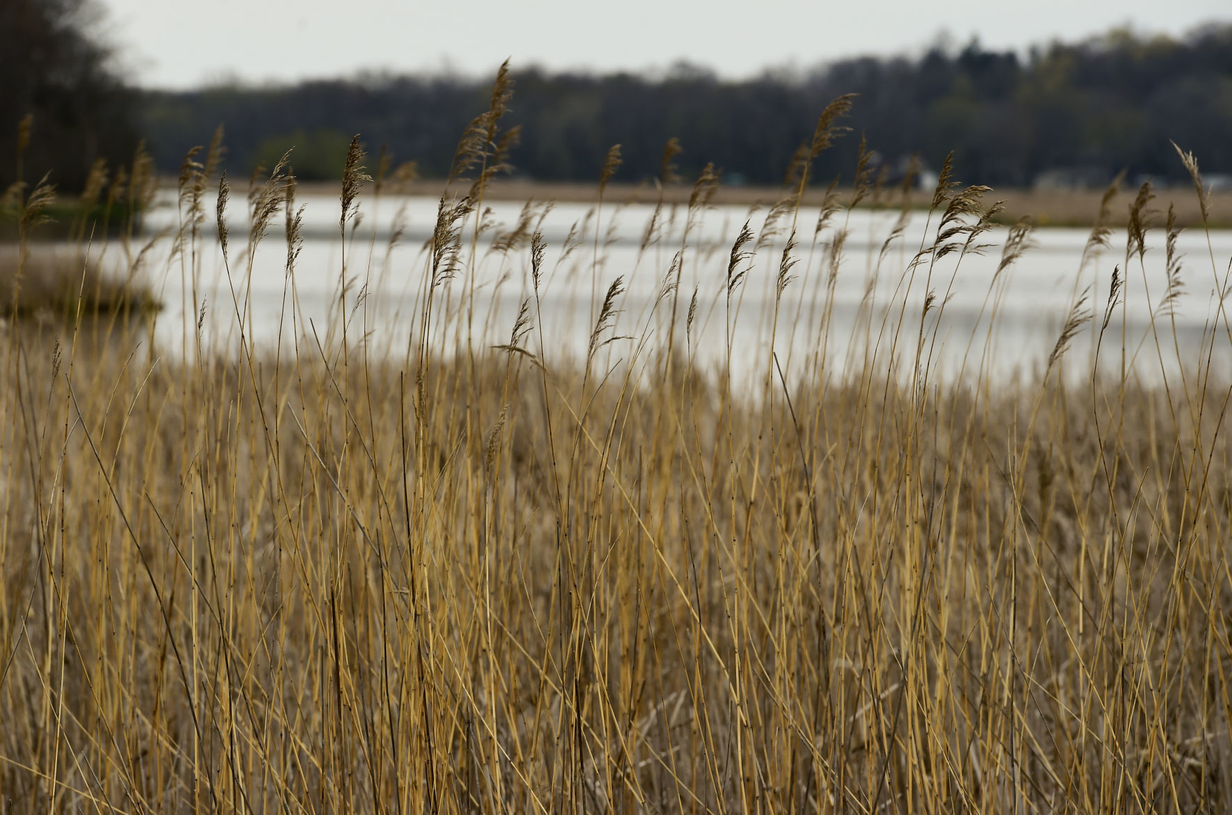 Wetlands